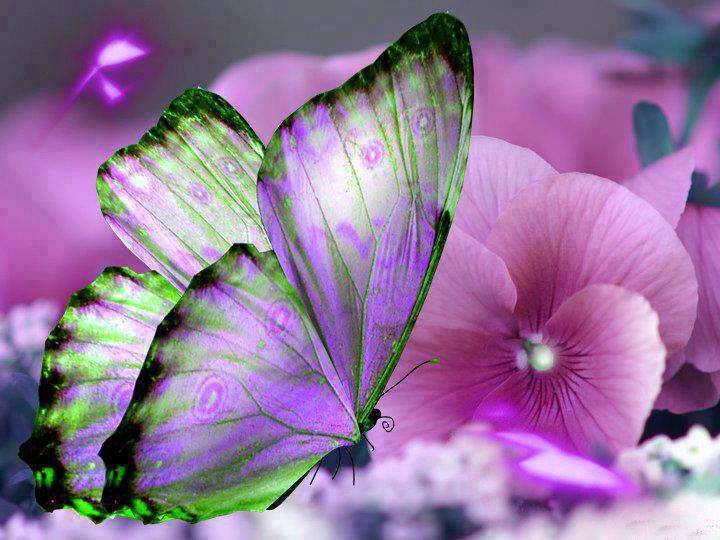 farfalla 9